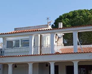 The Olive Tree
